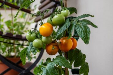 Jardinage urbain 2026 : cultiver ses légumes en ville
