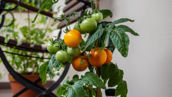 Jardinage urbain 2026 : cultiver ses légumes en ville