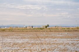 La gastronomie du delta de l'Ebre