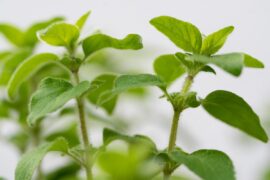 Propriétés amincissantes de l'origan - perdre du poids naturellement